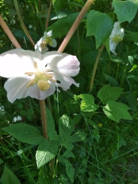 stopowiec himalajski Podophyllum hexandrum