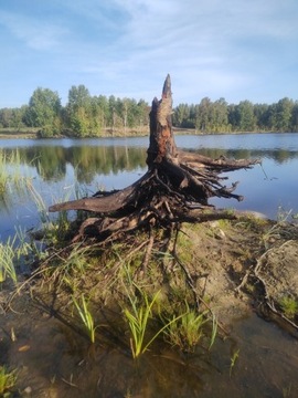 Korzeń Brzozy Jesienny