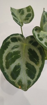 Anthurium Silver Blush M 1