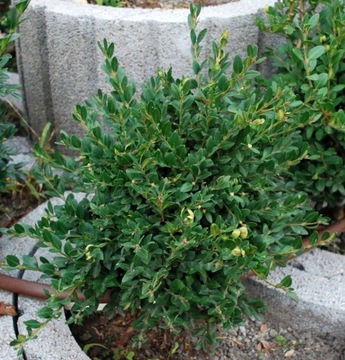 Bukszpan drobnolistny 'Green Pillow' Buxus 167