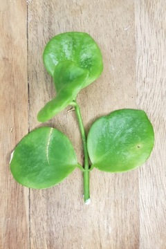 Hoya Biakensis splash round leaves - cięta sadzonka 