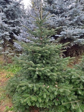 Jodła kaukaska cięta, na drzewka Bożonarodzeniowe