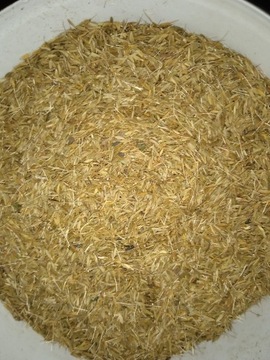 nasiona mleczu mniszek lekarski 1000 gram kg