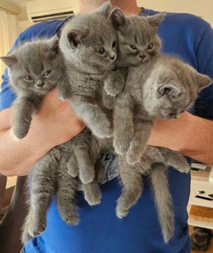 Koty brytyjskie krótkowłose, British Shorthair