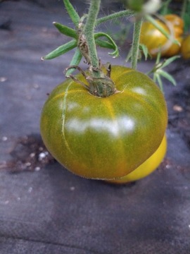 Pomidor Kiwi Nasiona