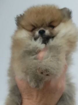 Pomeranian szpic miniaturowy