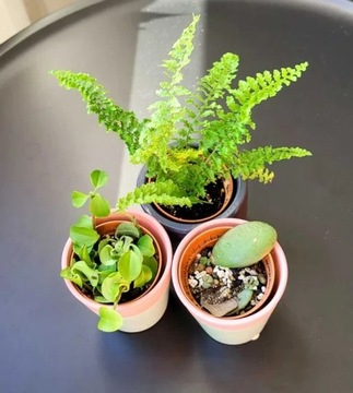 3 szt: doniczki ceramiczne + roślinki 