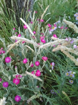 firletka biała LYCHNIS CORONARIA alba