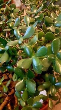 Sukulent Crassula ovata Grubosz jajowaty 32cm