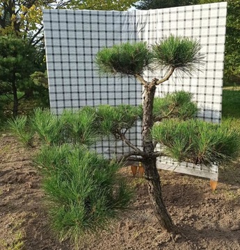 Sosna formowana bonsai ogrodowy