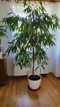 Fikus ALII ficus wąskolistny 230cm podwójny