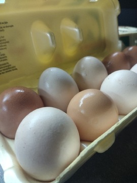 Jajka,wiejskie jajeczka