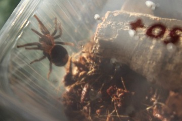 Cyriocosmus Elegans dorosła samica pająk ptasznik