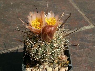 Sclerocactus pubispinus-spinosior -naturalna hybr.