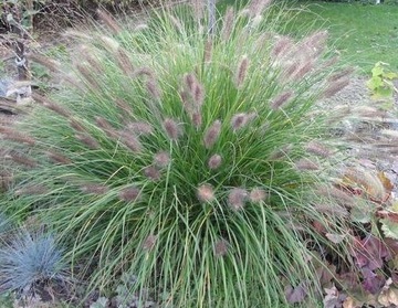 Rozplenica japońska Pennisetum sadzonka