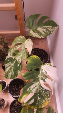 Monstera variegata sadzonka 4 liście 