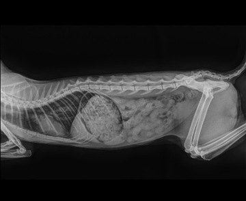 Radiologia weterynaryjna, weterynaria 