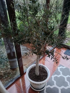 Drzewko oliwne oliwka 