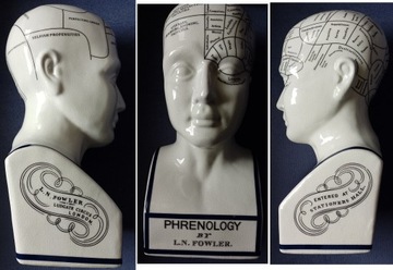 głowa medyczna PHERNOLOGY porcelana krakelura