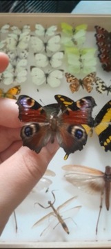 Motyl rusalka pawik aglais io