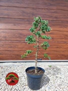 Cyprysik groszkowy Bulevard formow. na wzór Bonsai