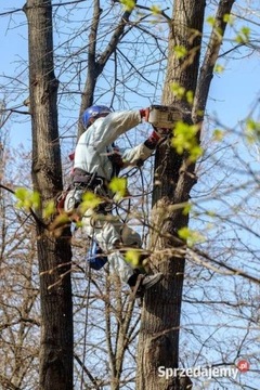 Wycinka drzew metodą alpinistyczną arborysta drwal