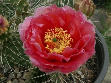 Opuntia x polyacantha 'Snake River Orange'