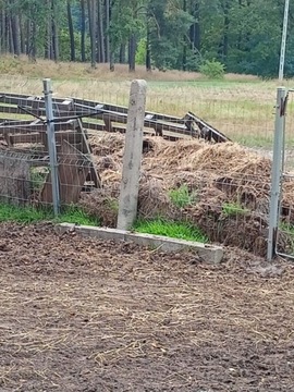 Obornik koński sprzedam