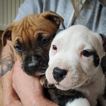 Szczeniaki Amstaff z rodowodem do odbioru