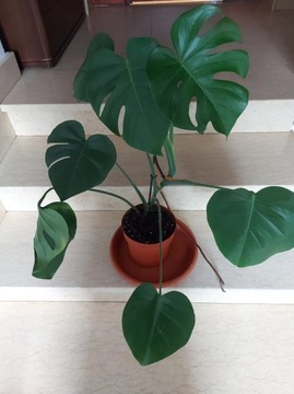 Monstera deliciosa 65, doniczka 17 w rozmiarze M