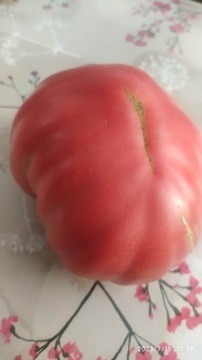 Pomidor Rosamunda 5 szt