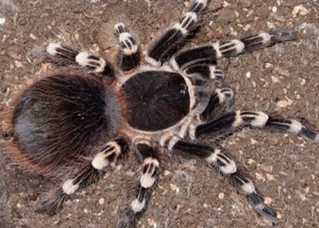 Acanthoscurria Geniculata L4 ptasznik pająk 