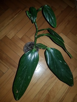 Monstera standleya philodendron cobra varie 