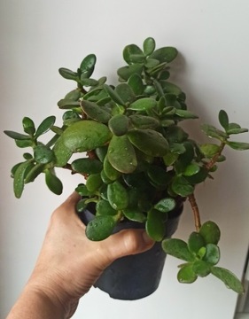 Crassula grubosz