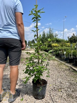 Dereń Jadalny / Cornus Mas / Wys.120-140cm / 7,5l