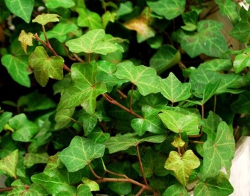 Bluszcz Pospolity 'Shamrock' - Hedera Helix 38