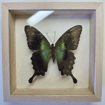 Motyl w gablotce Papilio Peranthus Fulgens