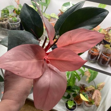 Philodendron Pink Congo 