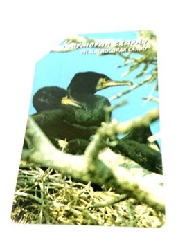 26 - ptaki kormoran czarny