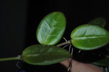 Hoya parasitica x banpla (seeds) Hoja