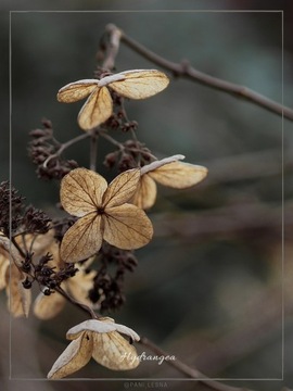 Plakat Fotografia Rośliny Natura Hydrangea 30x40cm