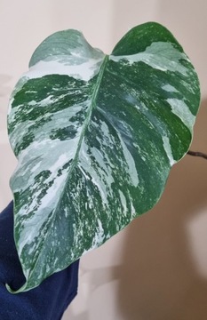 Monstera deliciosa variegata 