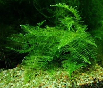 Taiwan moss Taxiphyllum alternans z hodowli wodnej