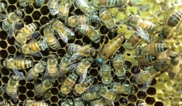 Odkłady pszczele 5 ramkowe wlkp Krainka Buckfast