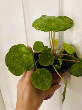 Pilea Mojito Sugar XL