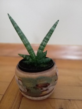 Sanseveria 'Boncel'