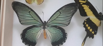 Motyl papilio zalmoxis żadki!!!