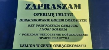 Obraczkomat obraczkowanie gołębi dorosłych