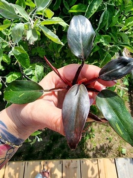 Philodendron Orange Princess Variegata 