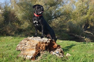 Cane Corso